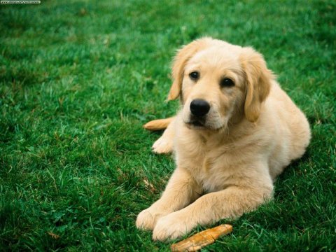 Научно подтверждена способность собак лечить своих хозяев