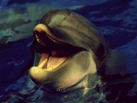 Российские ученые пытаются научить говорить дельфинов