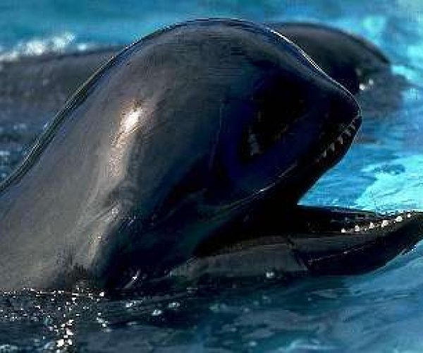 Ученые нашли останки древнего дельфина
