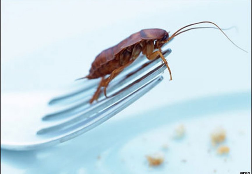 Домашние мухи и тараканы - разносчики неубиваемых бактерий