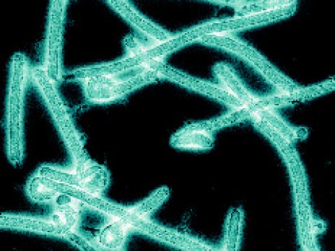 Разработаны методы генной инженерии, позволяющие победить вирус Эбола