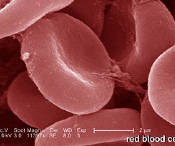 Гемоглобину подыскали замену в качестве транспортного белка
