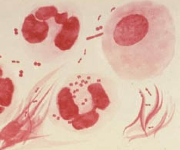 Гонорея заразилась человеческой ДНК