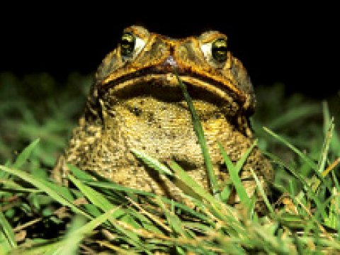 Сумчатых отучили кушать ядовитых жаб
