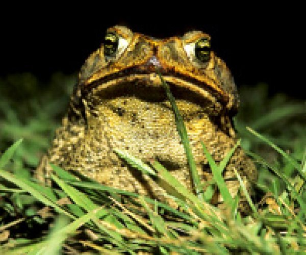 Сумчатых отучили кушать ядовитых жаб