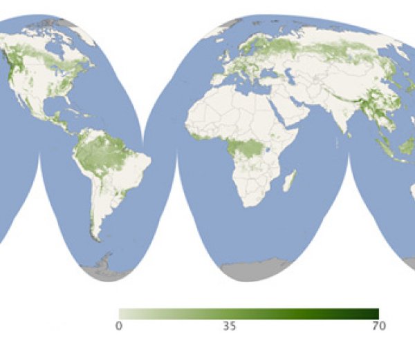 Составлена первая всемирная карта высоты лесов