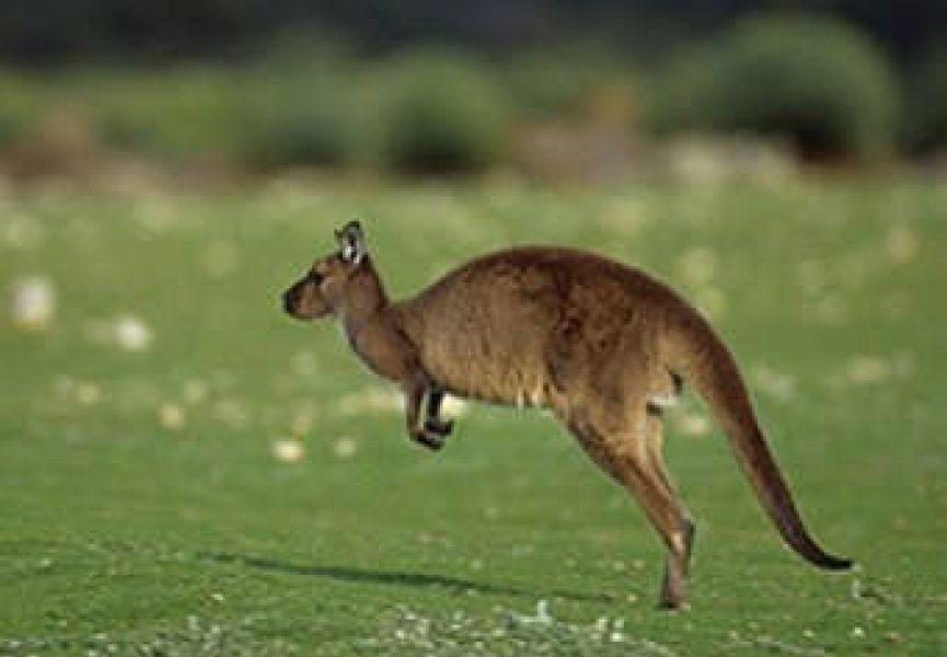 Австралийские ученые подтвердили законы эволюции на примере кенгуру