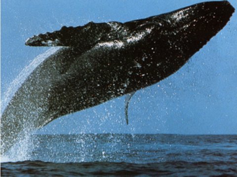 Горбатых китов будут отслеживать с помощью систем GPS