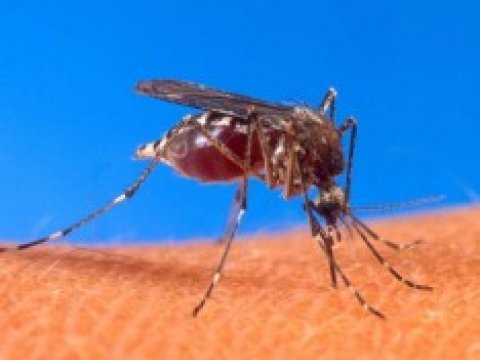 Отпугивающие средства больше не пугают комаров