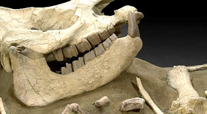 Аукцион в Нью-Йорке предлагает купить кости динозавров