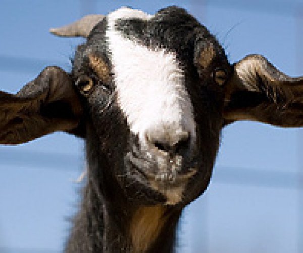 Учёные создали коз, которые дают молоко со специфическим составом