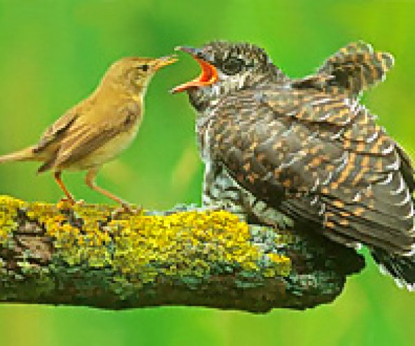 Описана эволюционная гонка кукушек с другими птицами