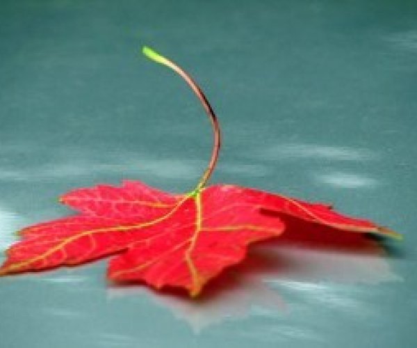 Ботаники объяснили буйство красок осенней листвы