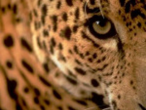 Ученые раскрыли тайну пятен леопарда