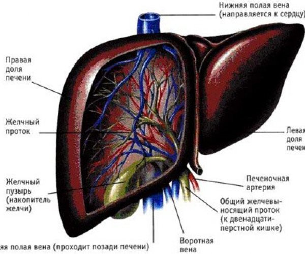 Ученым удалось дифференцировать стволовые клетки печени из стволовых клеток кожи