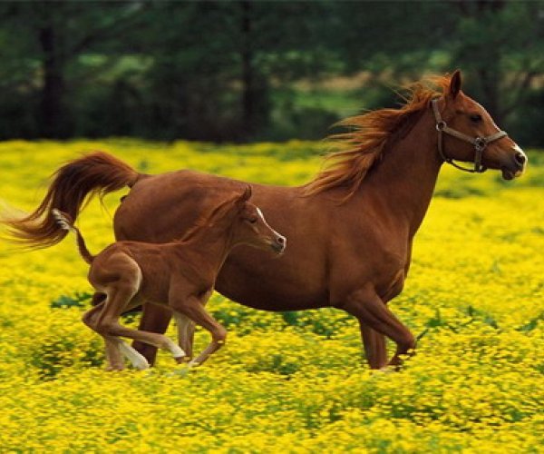 Расшифрован геном лошади