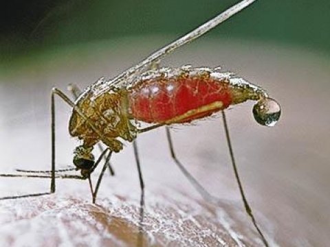 Малярию будут лечить с помощью малярийных комаров
