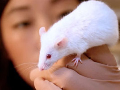 Ученые создали из мышей терминаторов