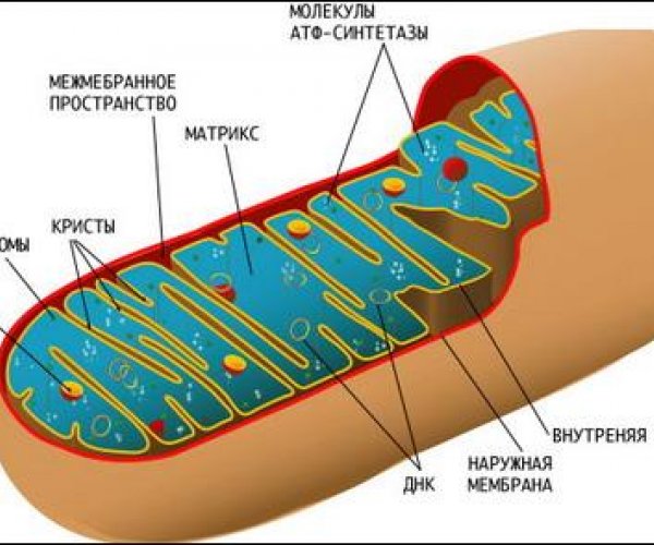 Биотехнологи предложили новый метод борьбы с митохондриальными болезнями
