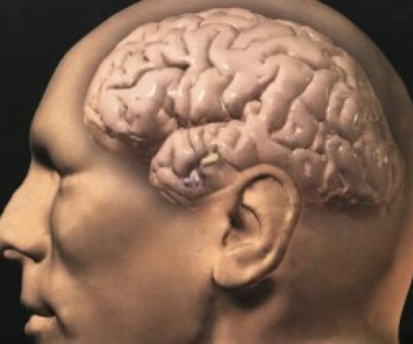 Исследователи установили пик мозговой активности человека