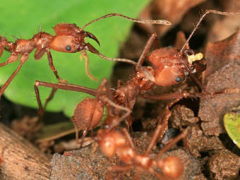 Опытные агрономы - муравьи