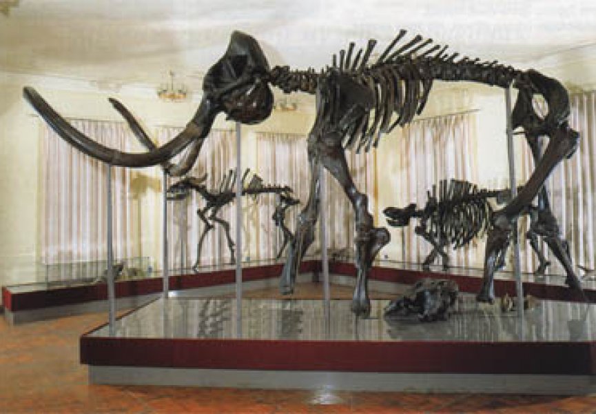 В Астраханской области обнаружен скелет древнего бизона