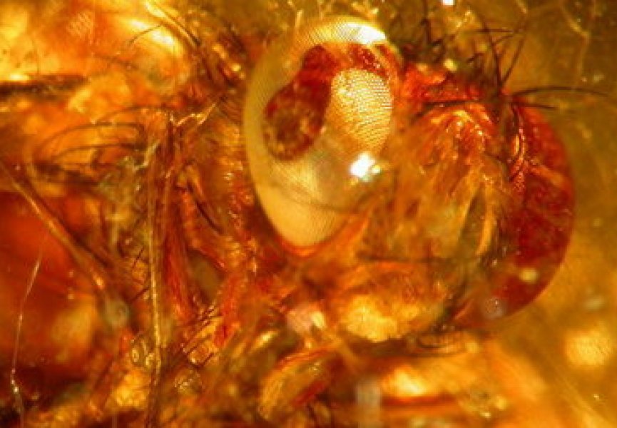 Ученые нашли самых древних насекомых в янтаре