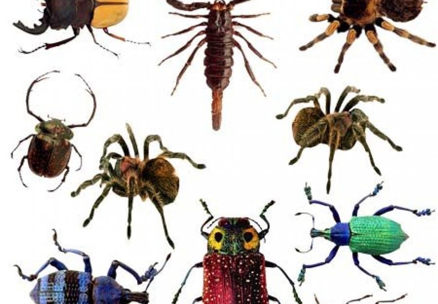 Немецкие ученые проводят эксперименты по получению лекарств из насекомых