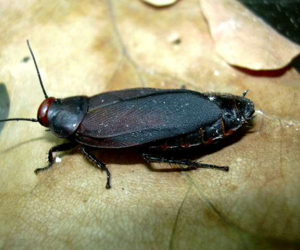 Новый вид таракана найден в ЮАР