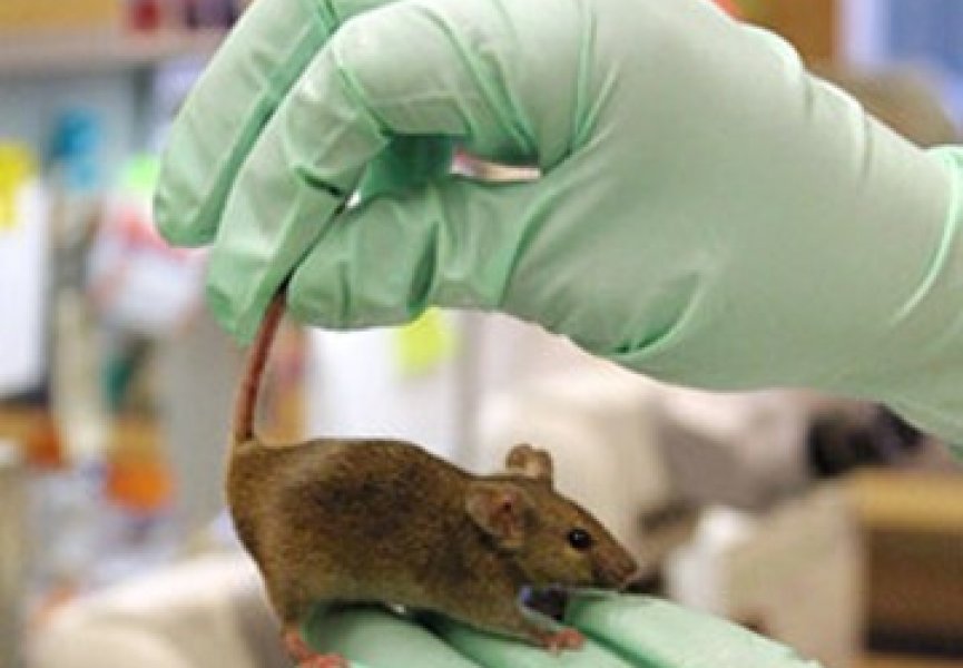 Ученые создали мышь от двух отцов