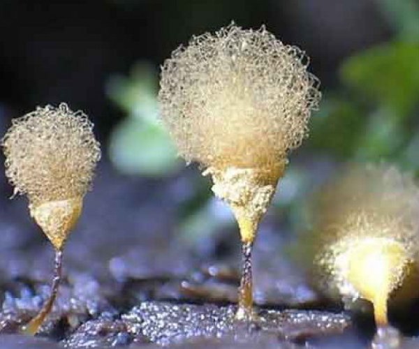 Одноклеточные грибы способны оценивать качество пищи