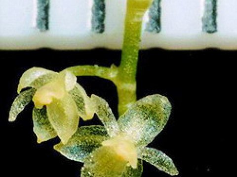 В Эквадоре нашли самую маленькую орхидею в мире