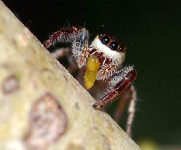 Ученые обнаружили паука-вегетарианца