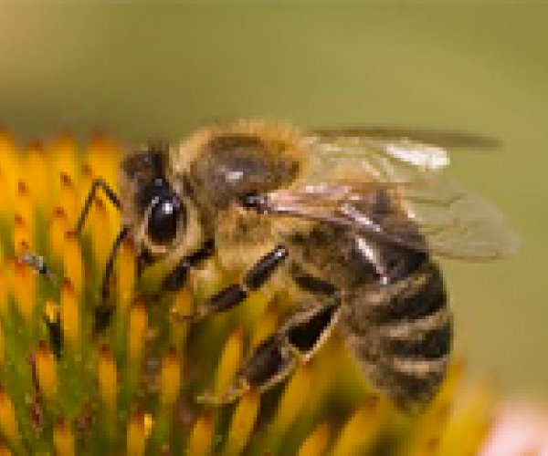 Ученые нашли виновных в массовой гибели пчел