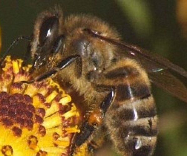 Те из пчёл, что раньше встают, лучше мёд дают