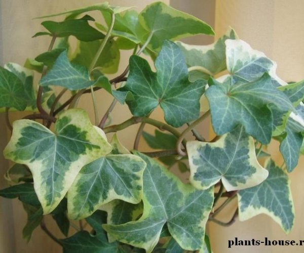 Комнатные растения - самый дешевый способ очистки воздуха в помещении