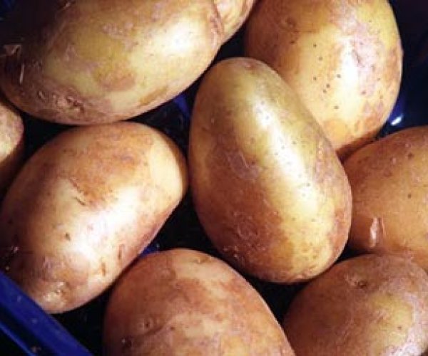 Расшифрован геном картофеля