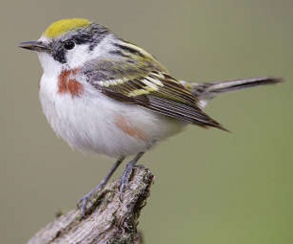 Птицы частично меняют свой репертуар из года в год