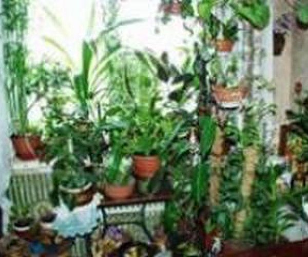 Растения могут заразить человека вирусами