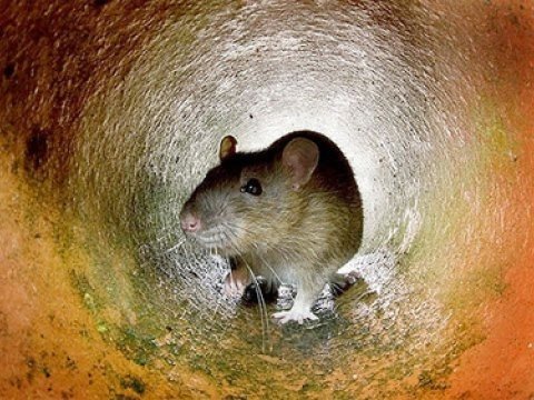 Ученые вылечили парализованных крыс