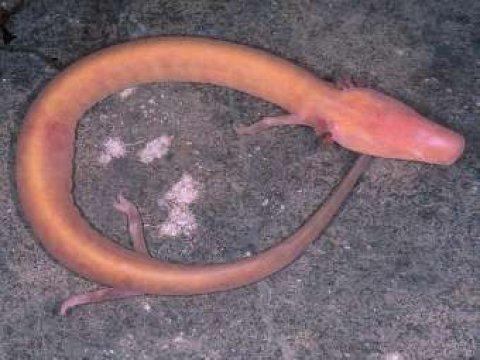 Биологи нашли живущую сто лет саламандру