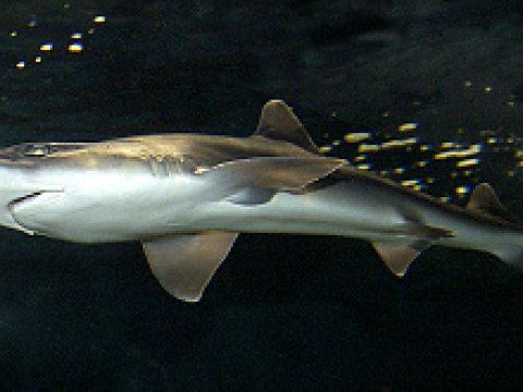 Учёные изучили обоняние акул