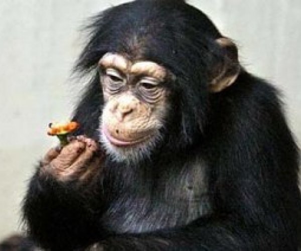 Ученые доказали, что у шимпанзе есть своя культура