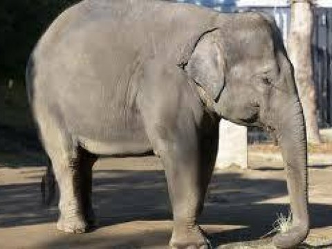 Слон - уникальное транспортное средство животного мира