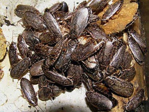 Биологи объяснили способность тараканов задерживать дыхание на 40 минут