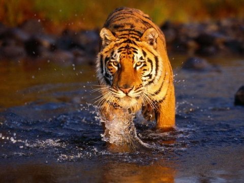 О популяции тигров в мире