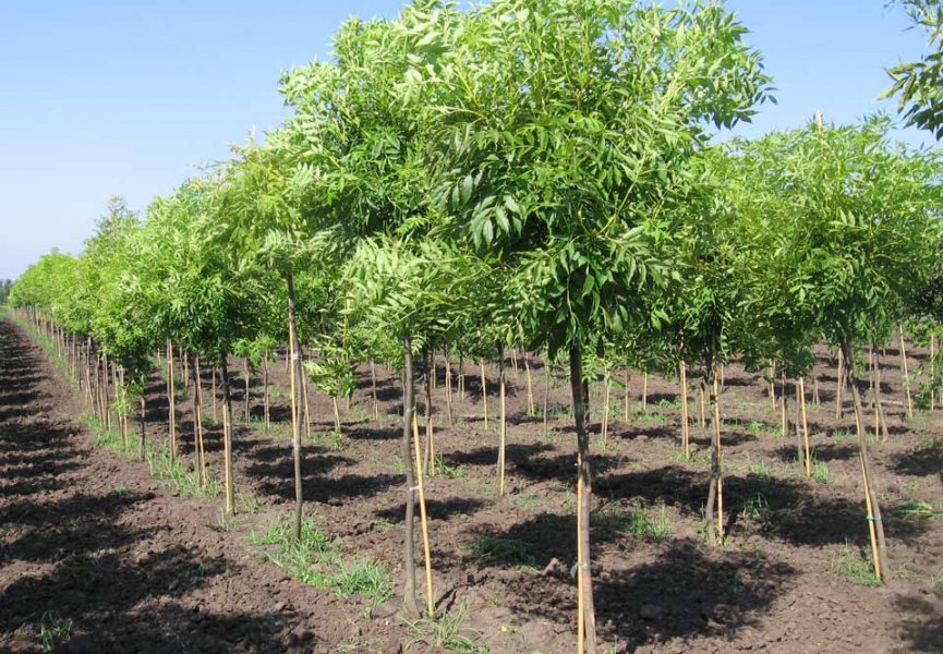 Ученые СО РАН вывели быстрорастущие деревья