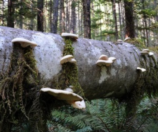 Открыт необычный способ выращивания грибов