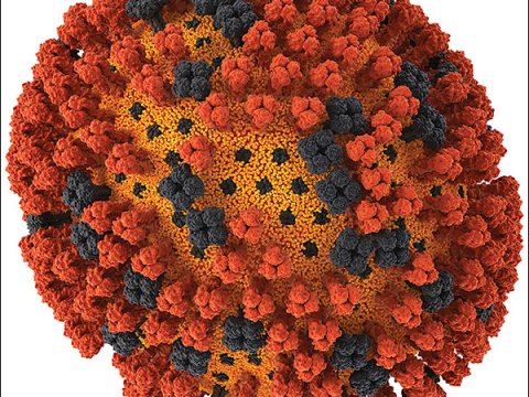Соединение птичьего и свиного гриппа дает опасный гибрид вируса