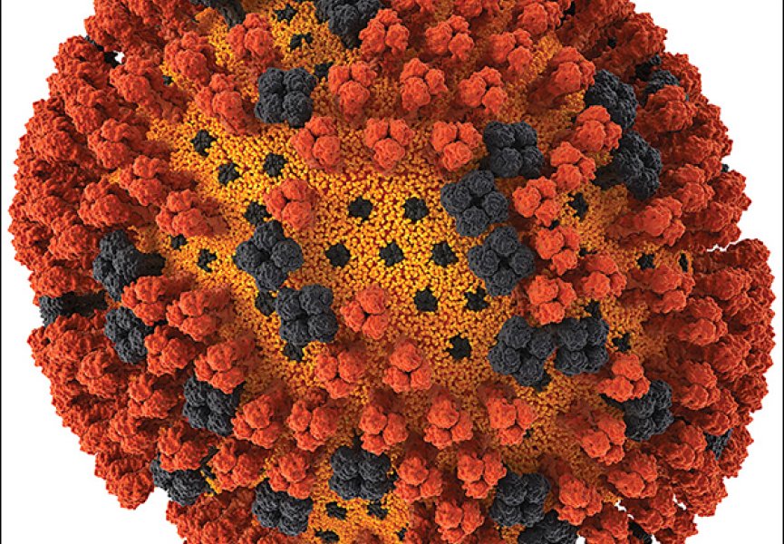 Соединение птичьего и свиного гриппа дает опасный гибрид вируса